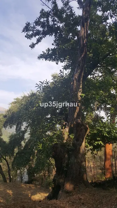 Parcela en Genalguacil